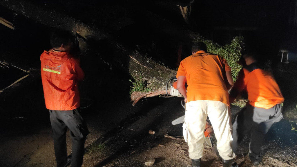 Pohon Tumbang di Desa Binong, Kecamatan Mengwi Tanggal 29 November 2023